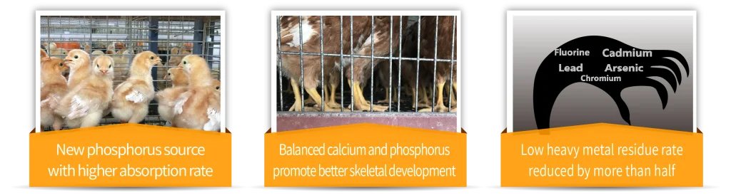 Pullet layer premix